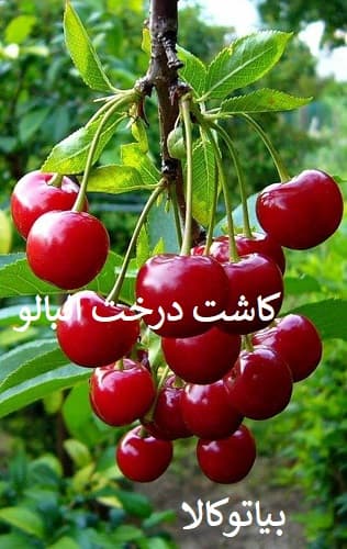 کاشت گیلاس و البالو در میانه